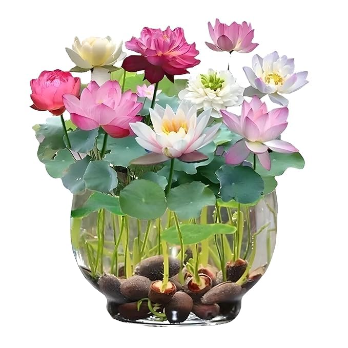 premium bonsai lotus flower seeds Kiyomi Bonsai Lotus Premium Seeds – Ski&Cela