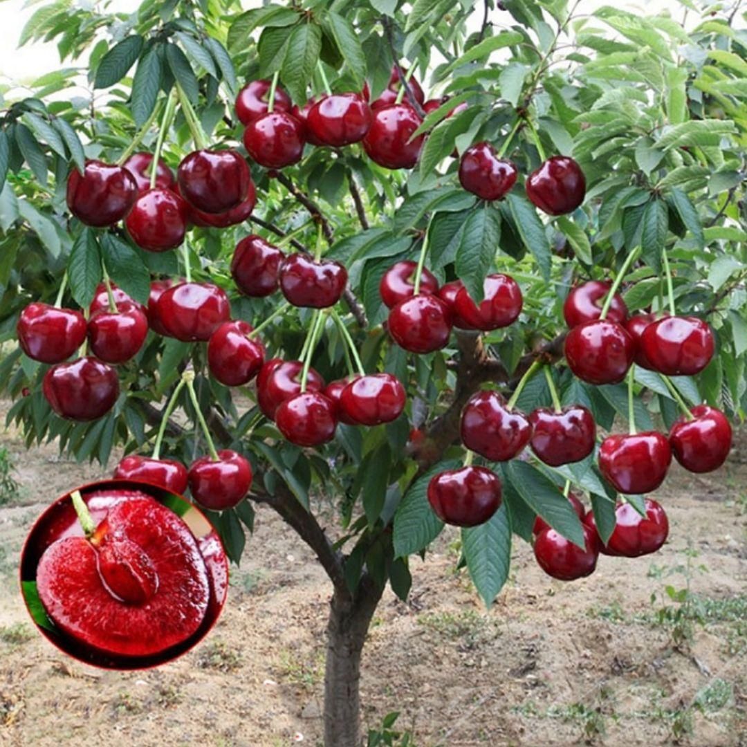 Eden Premium Rainier Cherry Fruit Seeds
