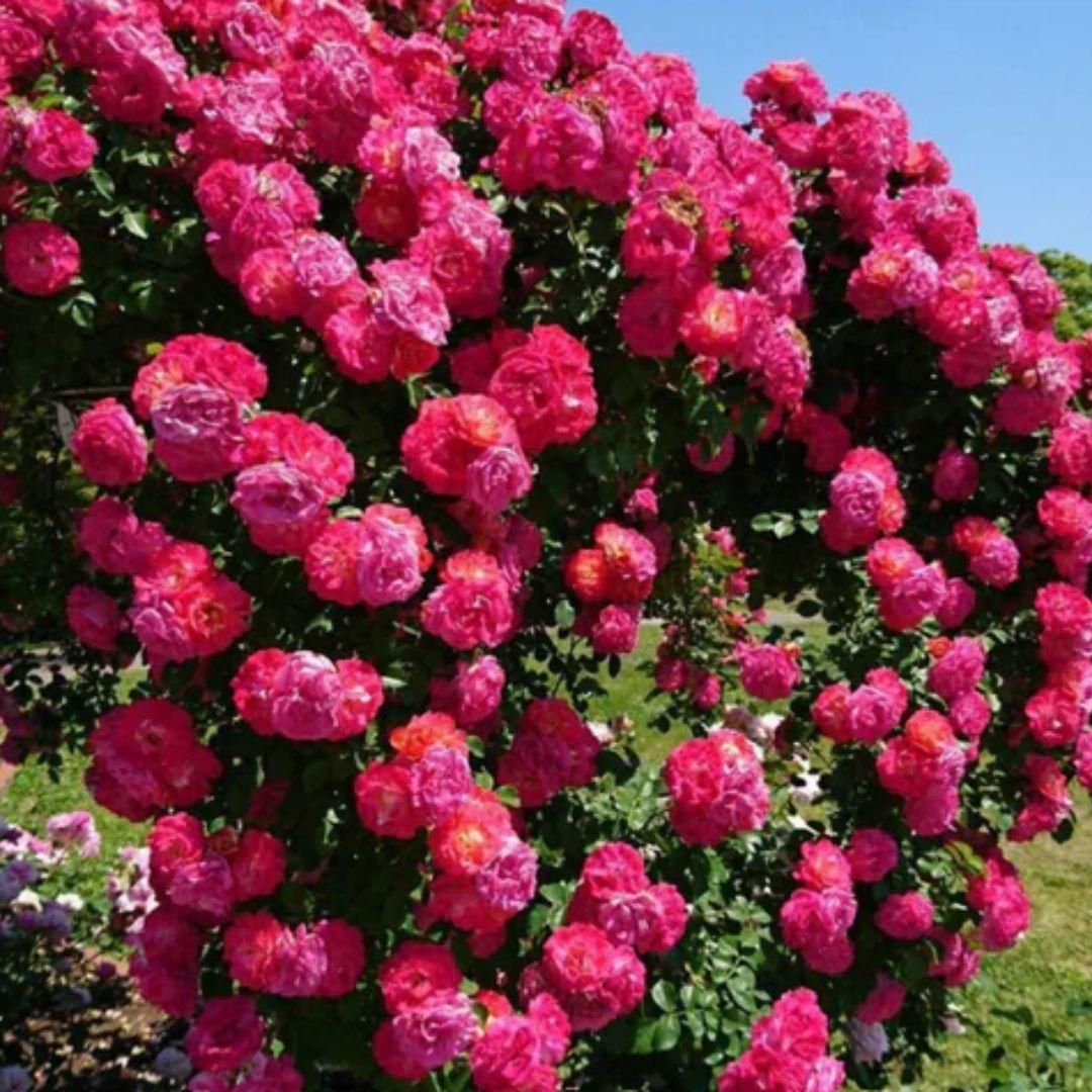 eden rose seeds Eden Premium Climbing Rose Flower Seeds 200PCS – Ski&Cela