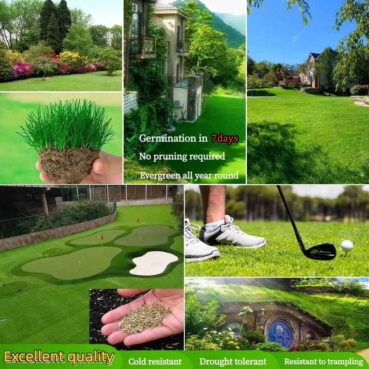 GreenHaven® - Evergreen Dwarf Grass Seeds (Pack of 100)