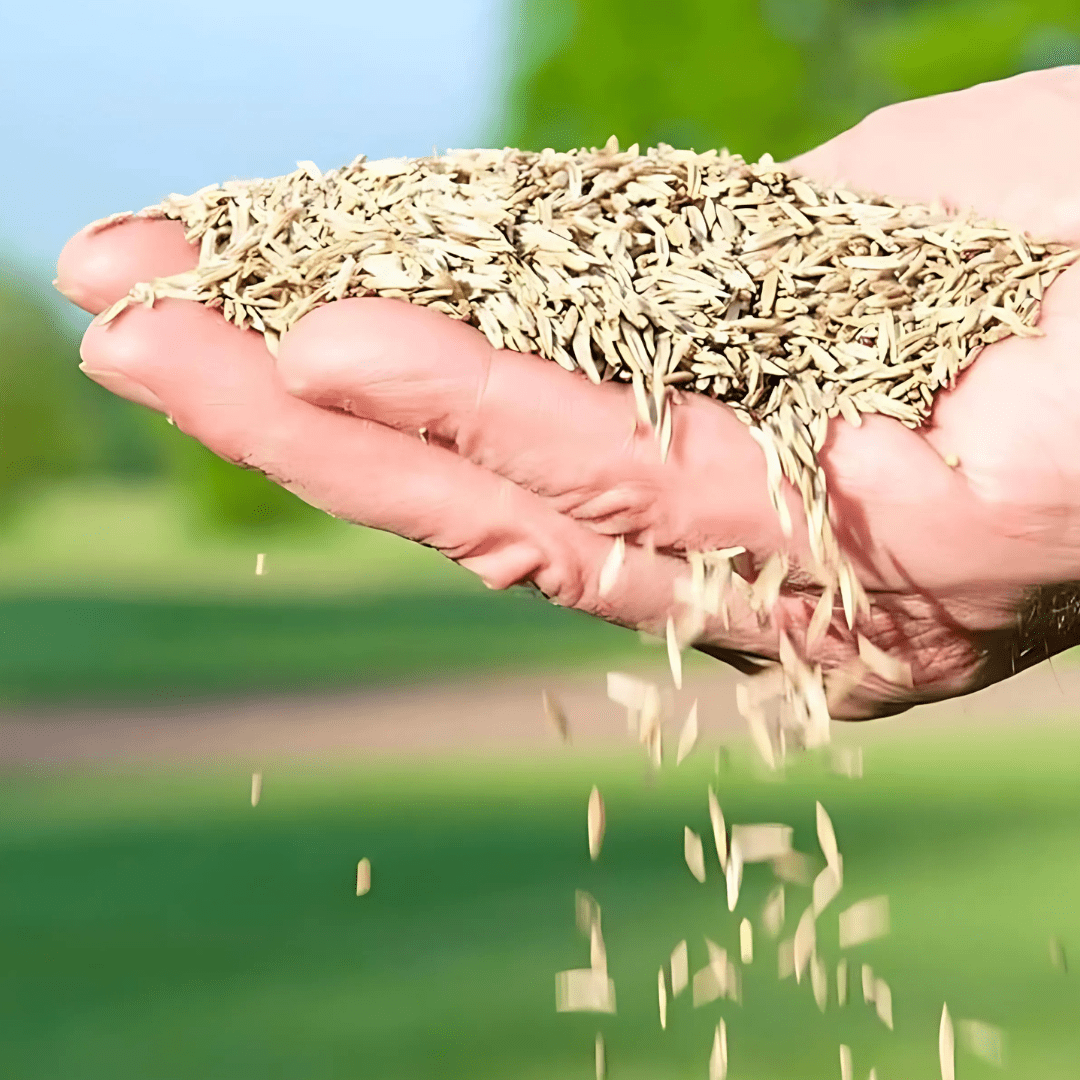 GreenHaven® - Evergreen Dwarf Grass Seeds (Pack of 100)