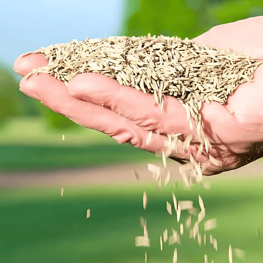 GreenHaven® - Evergreen Dwarf Grass Seeds (Pack of 100)