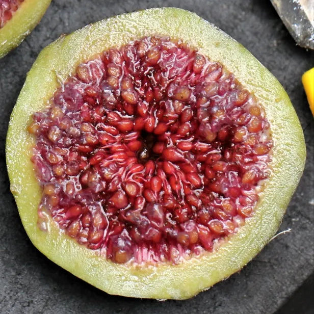 (BUY 1 PACK GET 1 FREE) VitaFig® - Premium Fig Tree Seeds