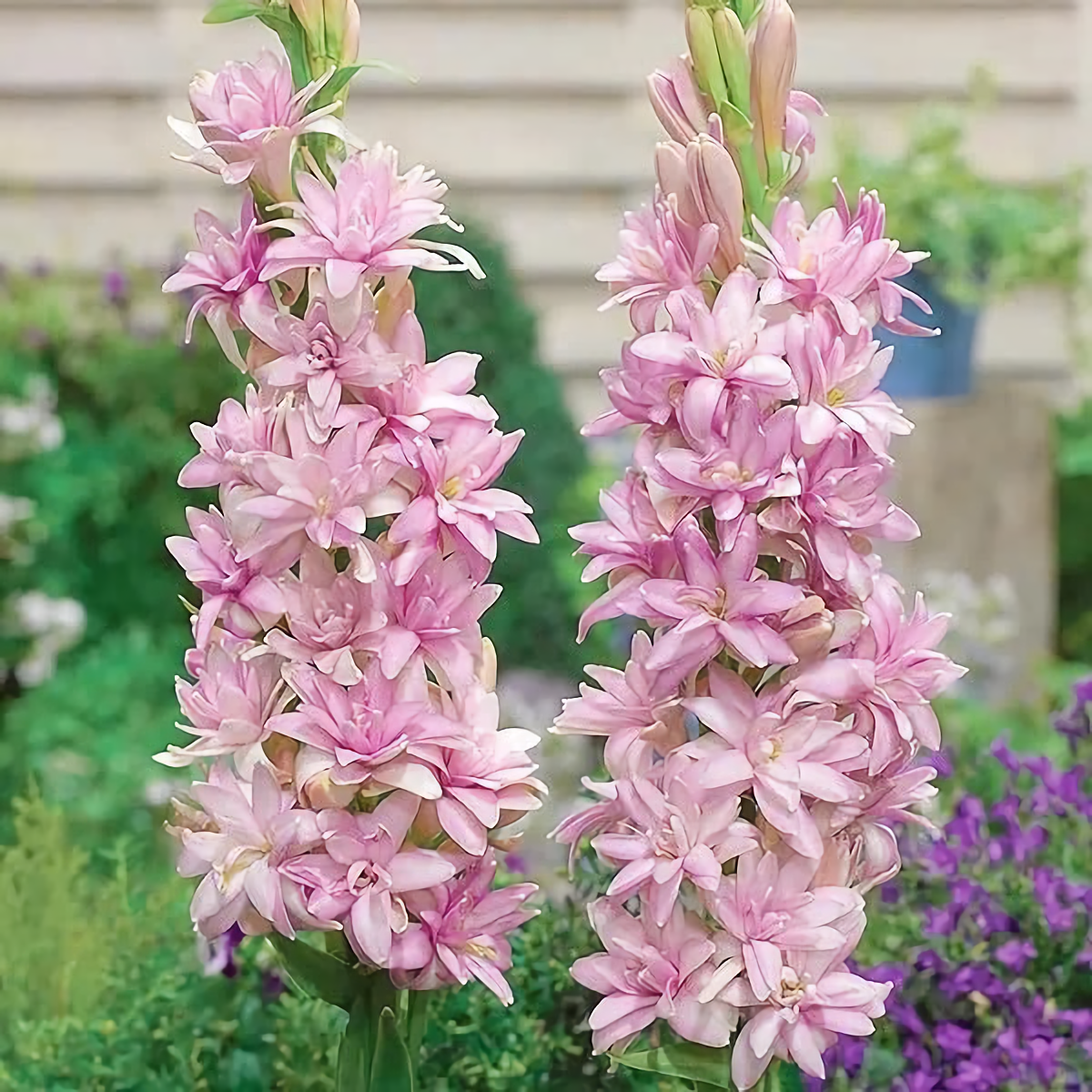 Tuberose Mix Colour Flower Bulbs (Pack of 12) 💐 + Free Plant Growth Supplement