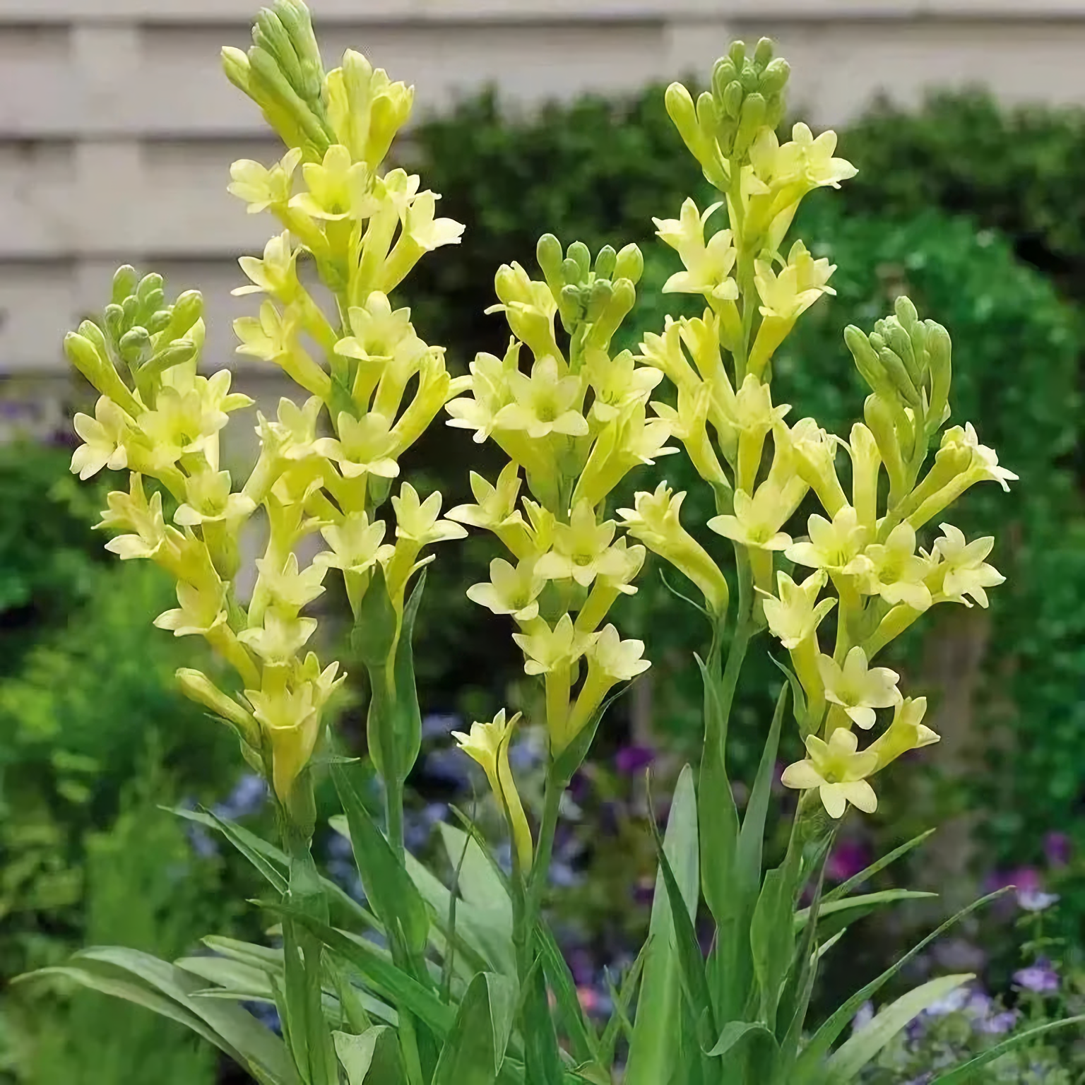 Tuberose Mix Colour Flower Bulbs (Pack of 12) 💐 + Free Plant Growth Supplement