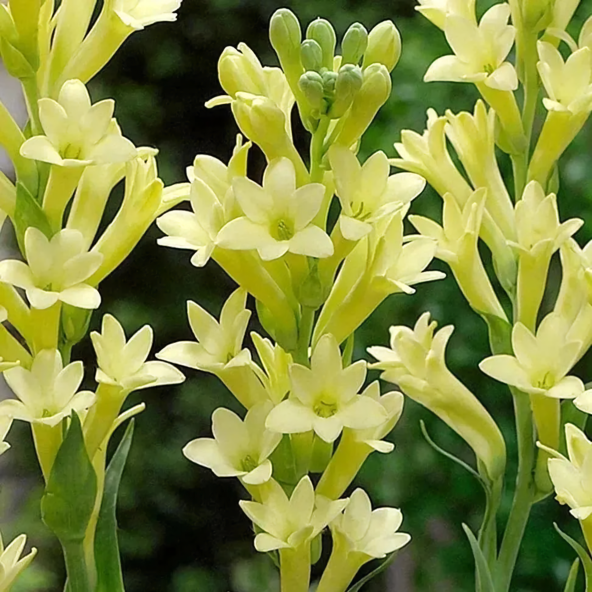 Tuberose Mix Colour Flower Bulbs (Pack of 12) 💐 + Free Plant Growth Supplement