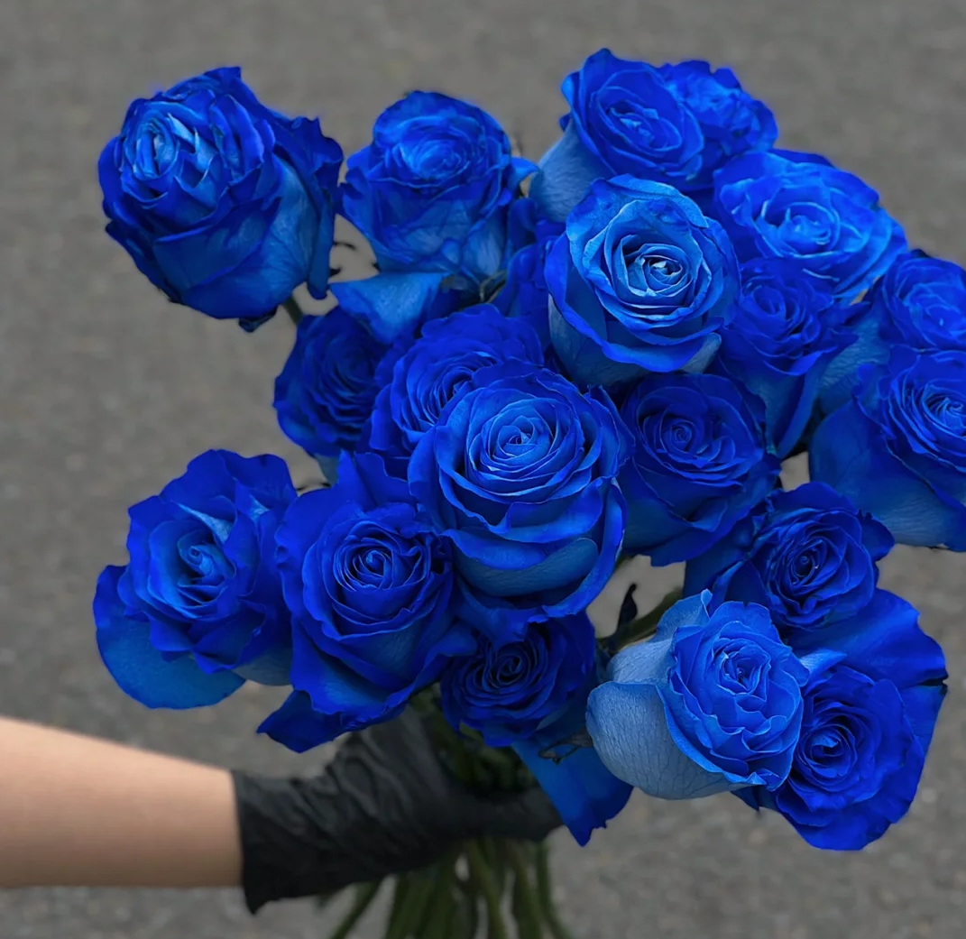where to buy blue rose seeds Blue Enchantress Rose Seeds + Free Plant Growth Supplement – Ski&Cela