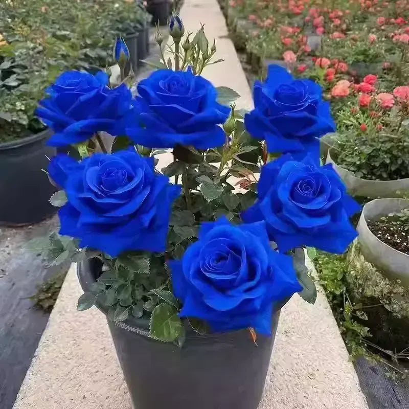 Blue Enchantress Rose Seeds + Free Plant Growth Supplement