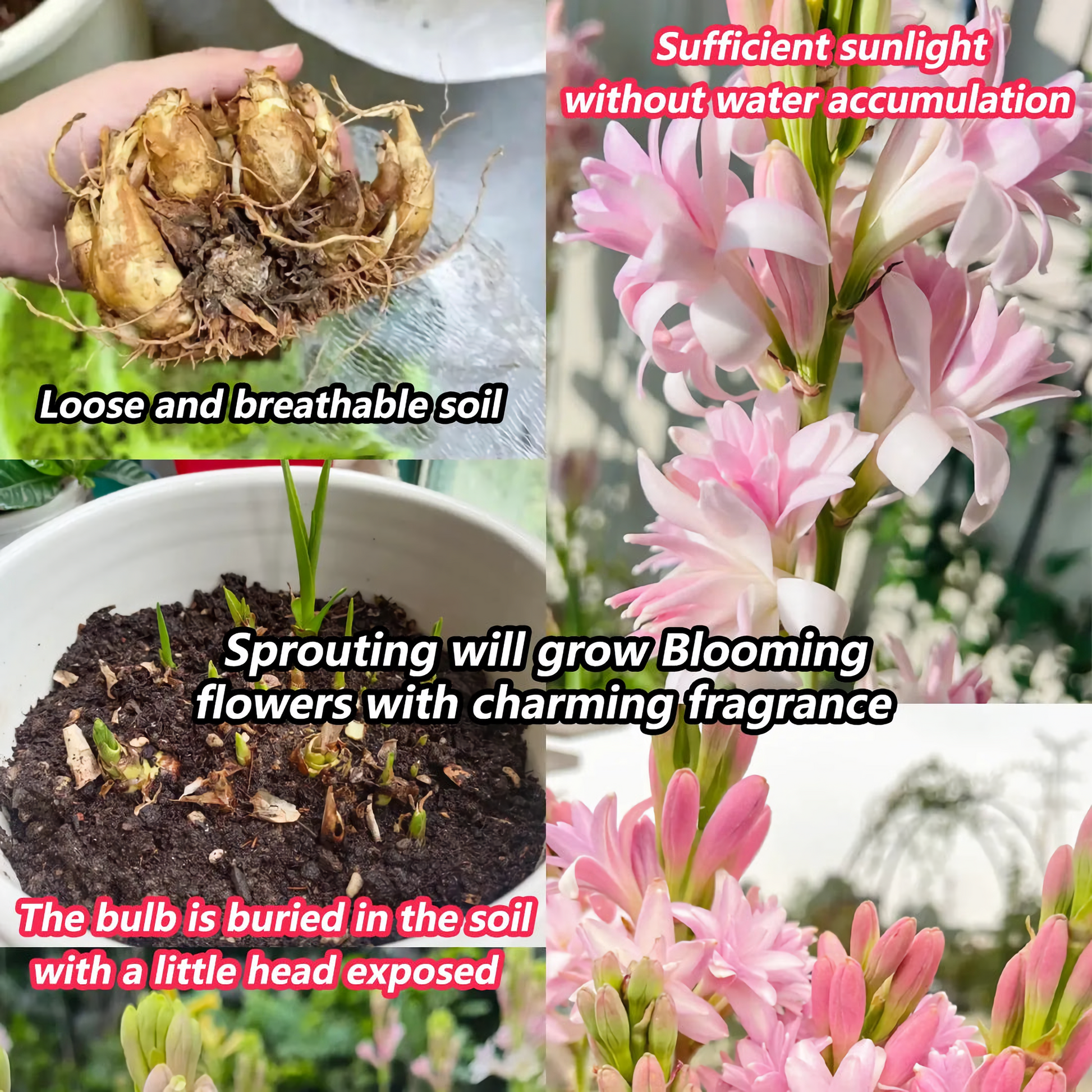 Tuberose Mix Colour Flower Bulbs (Pack of 12) 💐 + Free Plant Growth Supplement