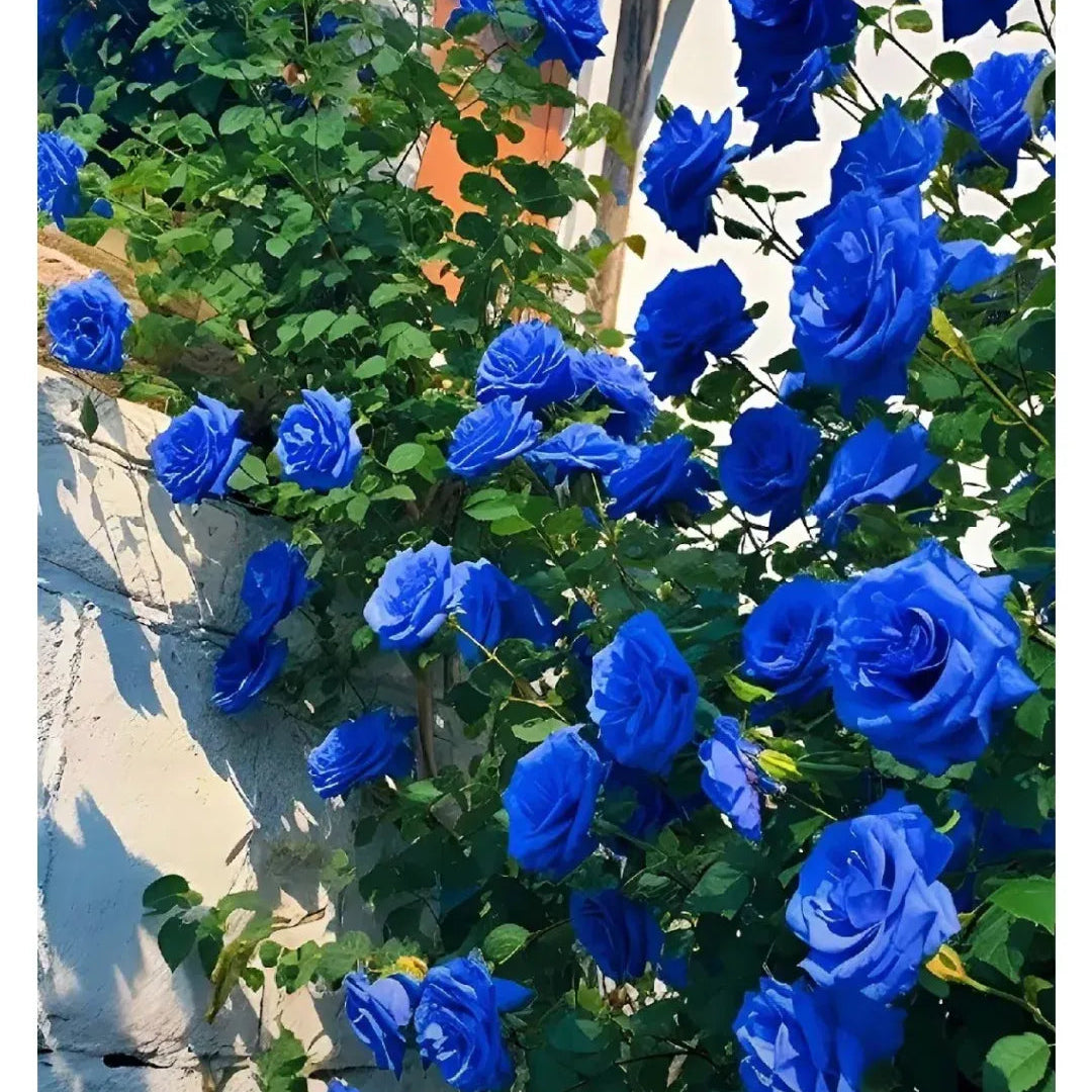 Blue Enchantress Rose Seeds + Free Plant Growth Supplement