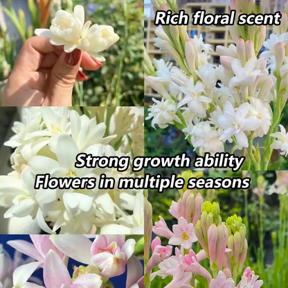 Tuberose Mix Colour Flower Bulbs (Pack of 12) 💐 + Free Plant Growth Supplement