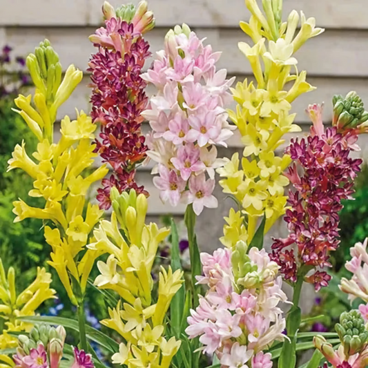 Tuberose Mix Colour Flower Bulbs (Pack of 12) 💐 + Free Plant Growth Supplement