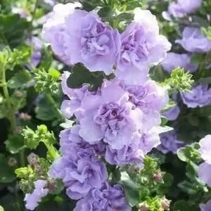 VertiBloom® – Premium Imported Hollyhock Seeds