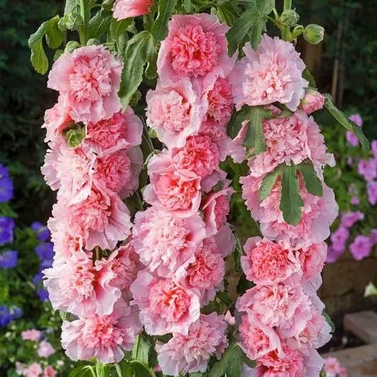 VertiBloom® – Premium Imported Hollyhock Seeds