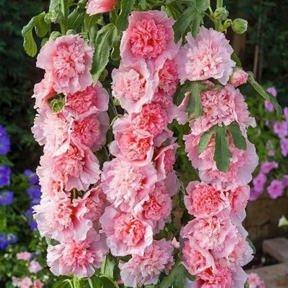 VertiBloom® – Premium Imported Hollyhock Seeds