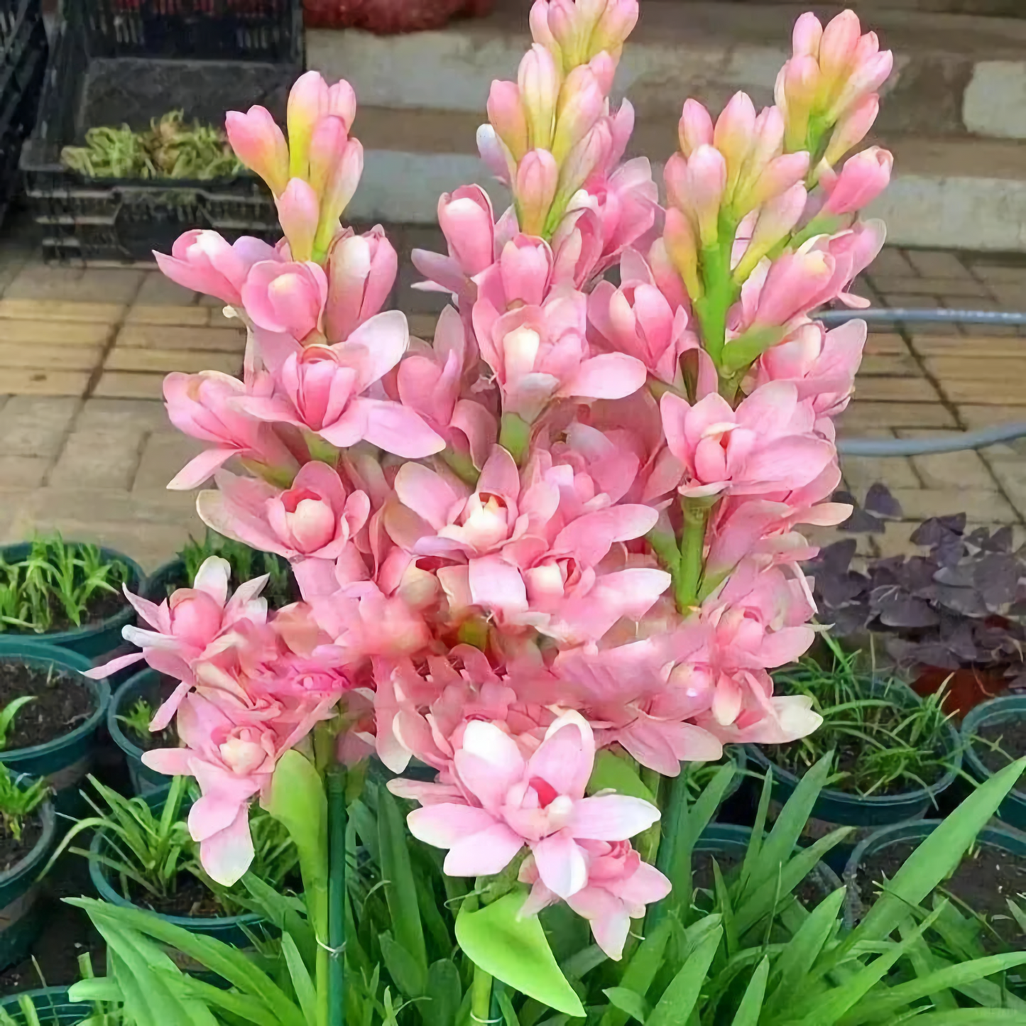 Tuberose Mix Colour Flower Bulbs (Pack of 12) 💐 + Free Plant Growth Supplement