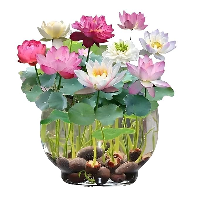 Kiyomi Bonsai Lotus Premium Seeds