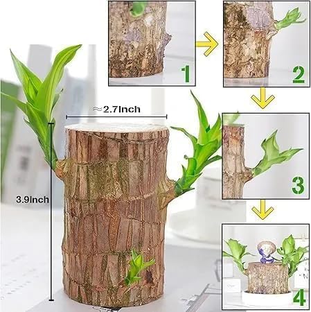 Premium Brazilian Lucky Wood Mini Home Plant Decoration