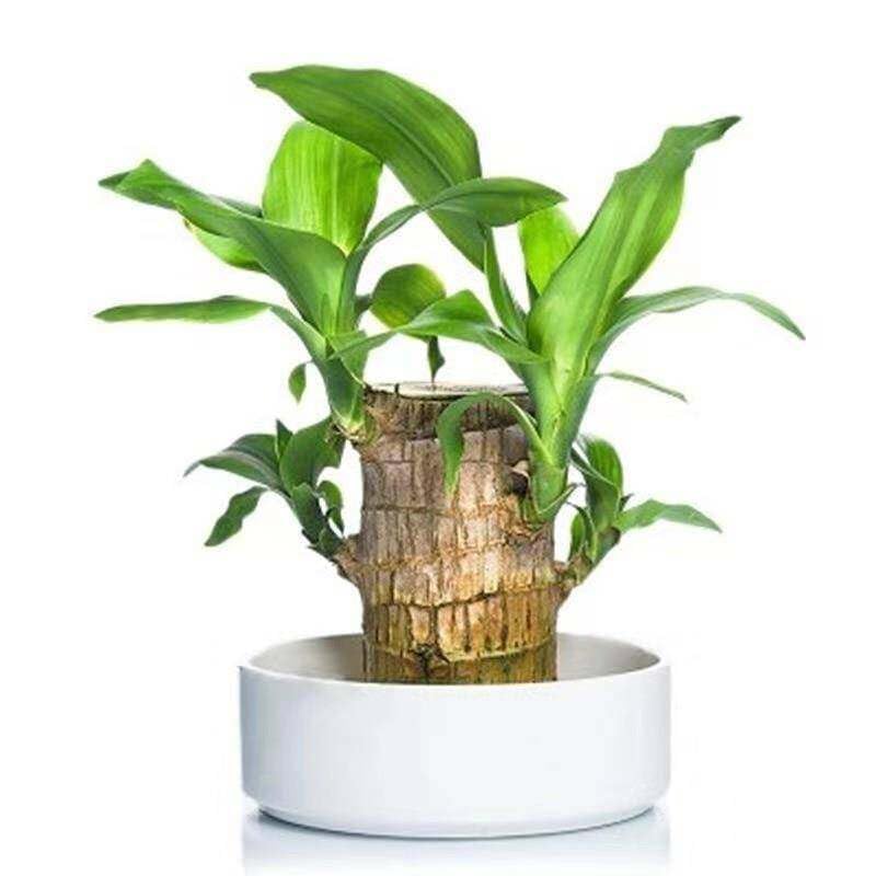 Premium Brazilian Lucky Wood Mini Home Plant Decoration