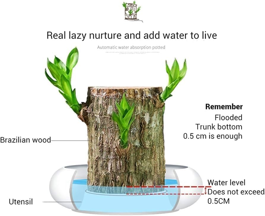 Premium Brazilian Lucky Wood Mini Home Plant Decoration