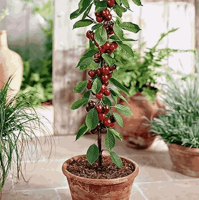 Eden Premium Rainier Cherry Fruit Seeds