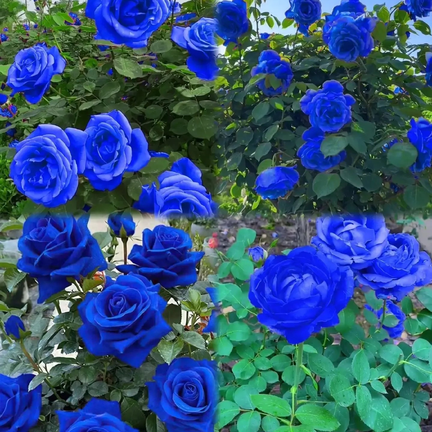 Blue Enchantress Rose Seeds + Free Plant Growth Supplement