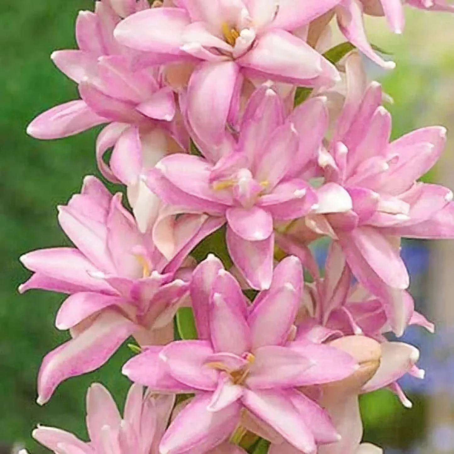 Tuberose Mix Colour Flower Bulbs (Pack of 12) 💐 + Free Plant Growth Supplement