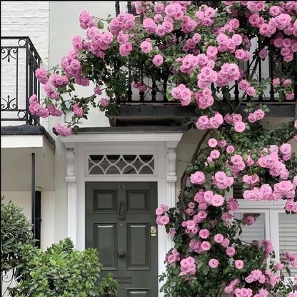 eden rose seeds Eden Premium Climbing Rose Flower Seeds 200PCS – Ski&Cela