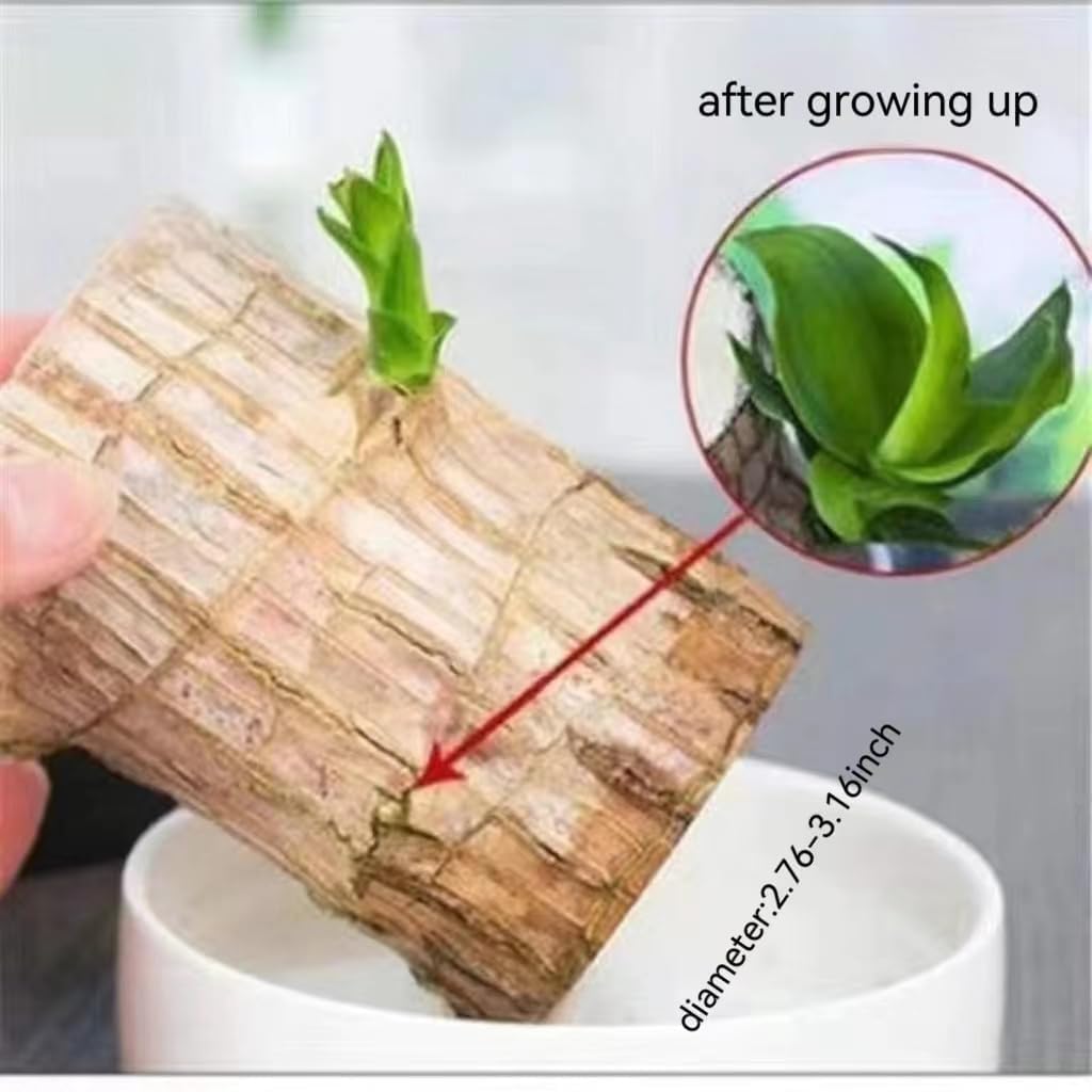 Premium Brazilian Lucky Wood Mini Home Plant Decoration