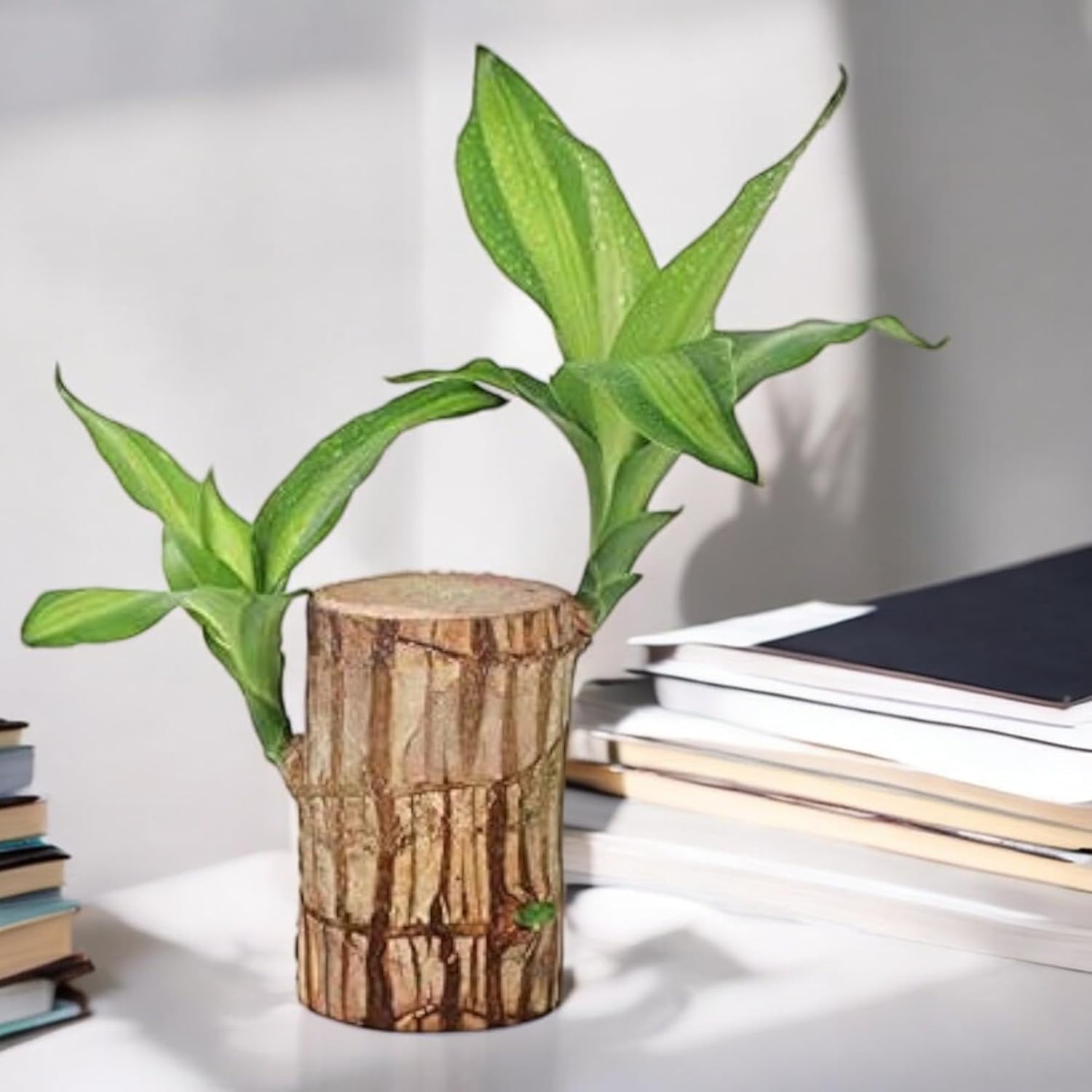 Premium Brazilian Lucky Wood Mini Home Plant Decoration