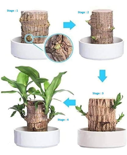 Premium Brazilian Lucky Wood Mini Home Plant Decoration