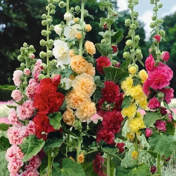 VertiBloom® – Premium Imported Hollyhock Seeds