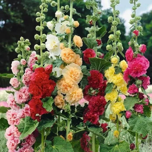 VertiBloom® – Premium Imported Hollyhock Seeds