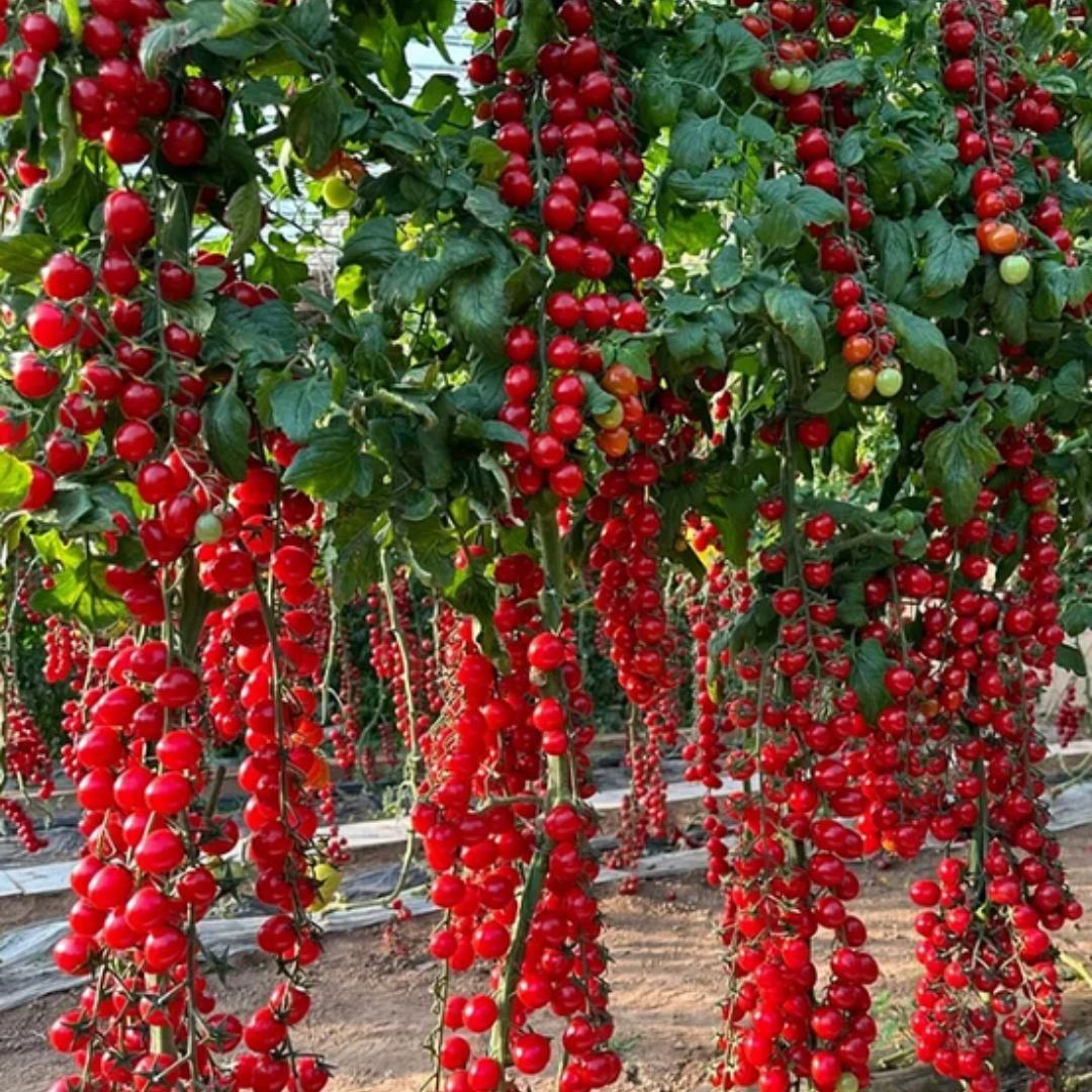 GrowEase Waterfall Tomato Seeds (with Free Plant Growth Supplement)