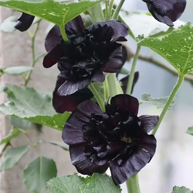 VertiBloom® – Premium Imported Hollyhock Seeds