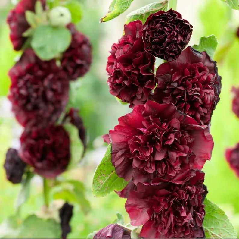 VertiBloom® – Premium Imported Hollyhock Seeds