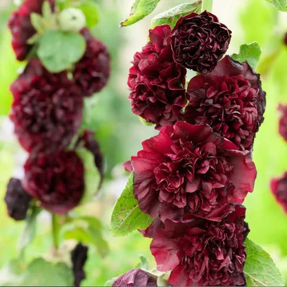 VertiBloom® – Premium Imported Hollyhock Seeds