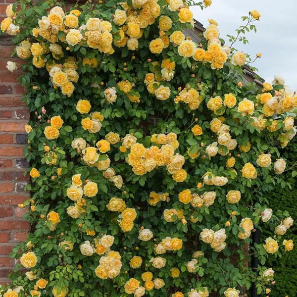 Eden Premium Elegant Climbing Rose Flower Seeds (Pack of 200)