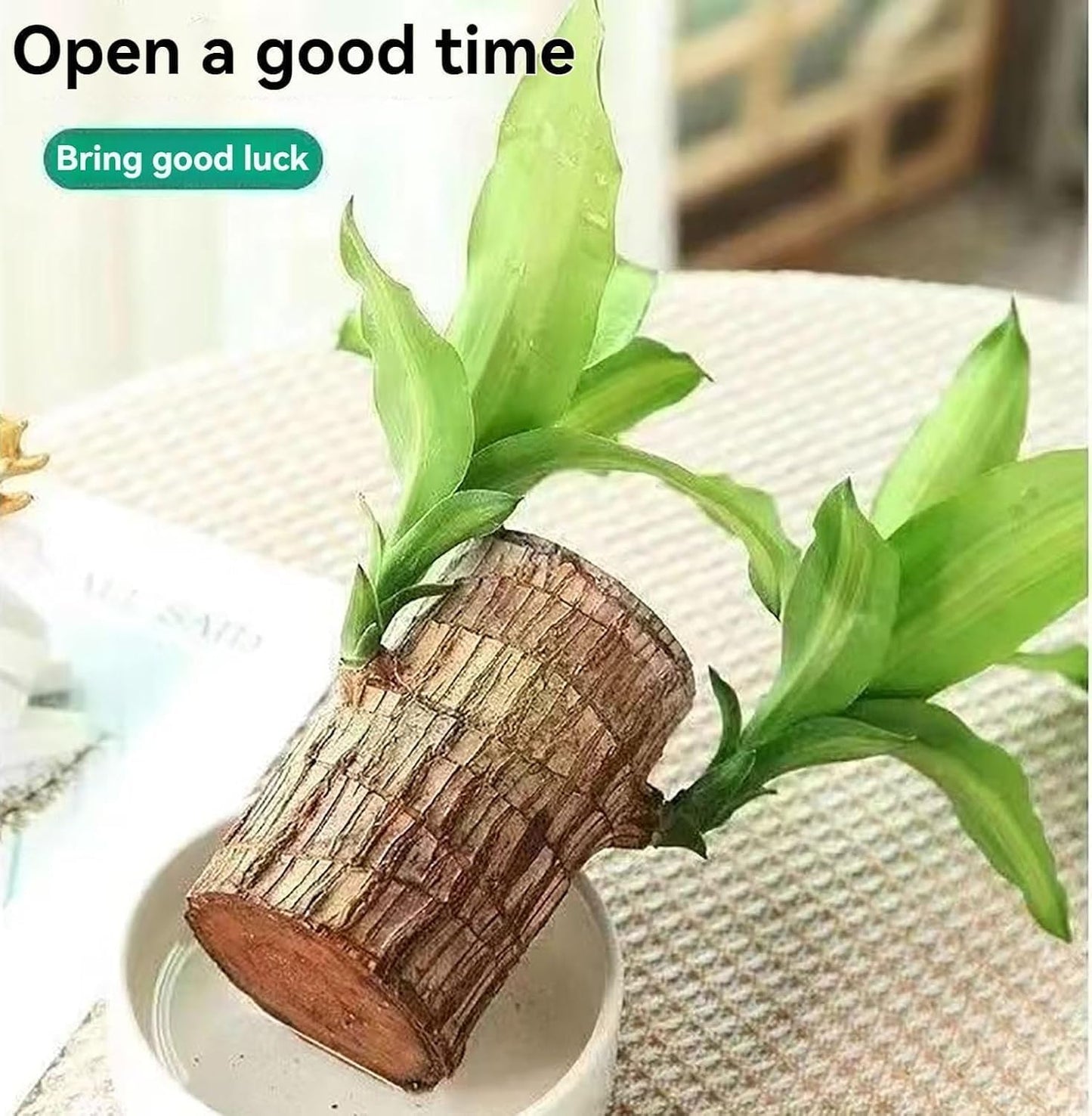 Premium Brazilian Lucky Wood Mini Home Plant Decoration