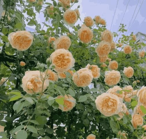 eden rose seeds Eden Premium Climbing Rose Flower Seeds 200PCS – Ski&Cela