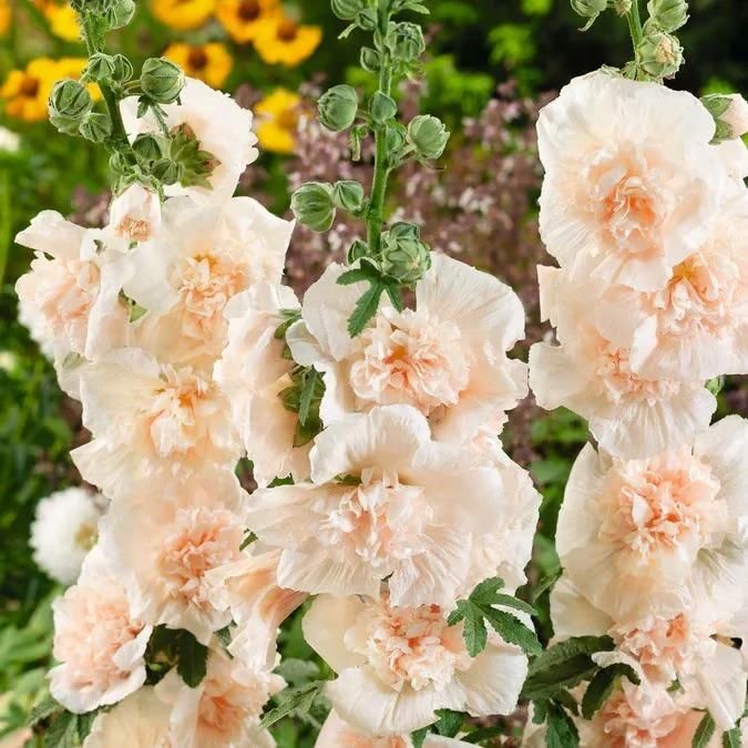 VertiBloom® – Premium Imported Hollyhock Seeds