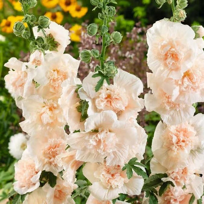 VertiBloom® – Premium Imported Hollyhock Seeds