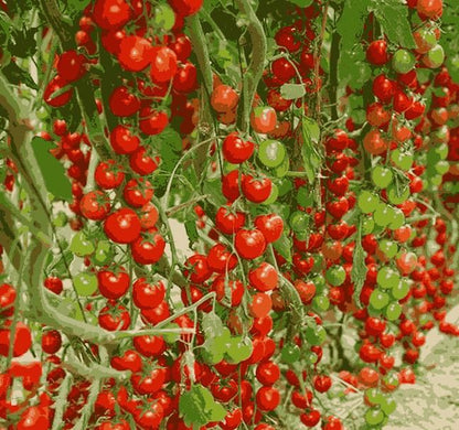 GrowEase Waterfall Tomato Seeds (with Free Plant Growth Supplement)