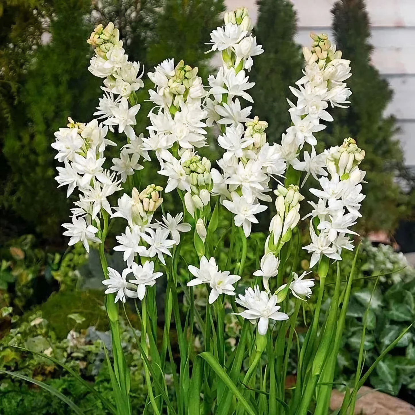 Tuberose Mix Colour Flower Bulbs (Pack of 12) 💐 + Free Plant Growth Supplement