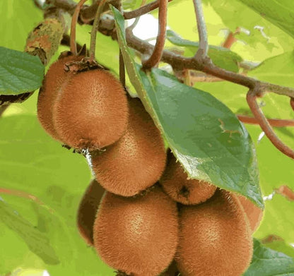 Kiwi,Juicy, Sour And Sweet, Suitable For Home Planting