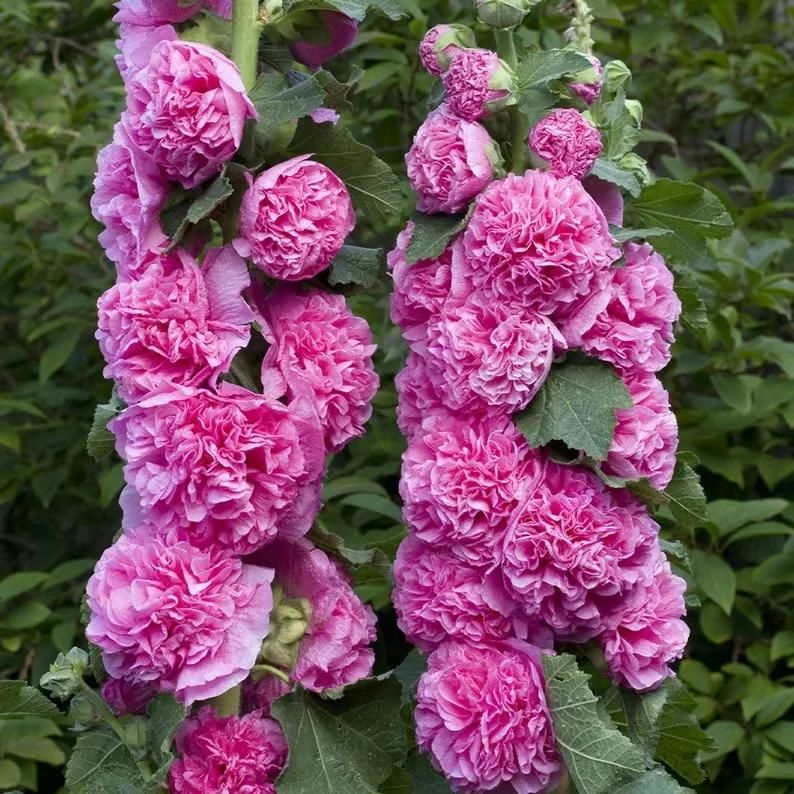 VertiBloom® – Premium Imported Hollyhock Seeds