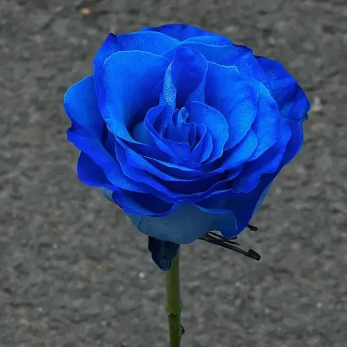 blue roses seeds Blue Enchantress Rose Seeds + Free Plant Growth Supplement – Ski&Cela
