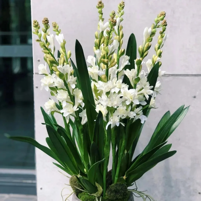 Tuberose Mix Colour Flower Bulbs (Pack of 12) 💐 + Free Plant Growth Supplement