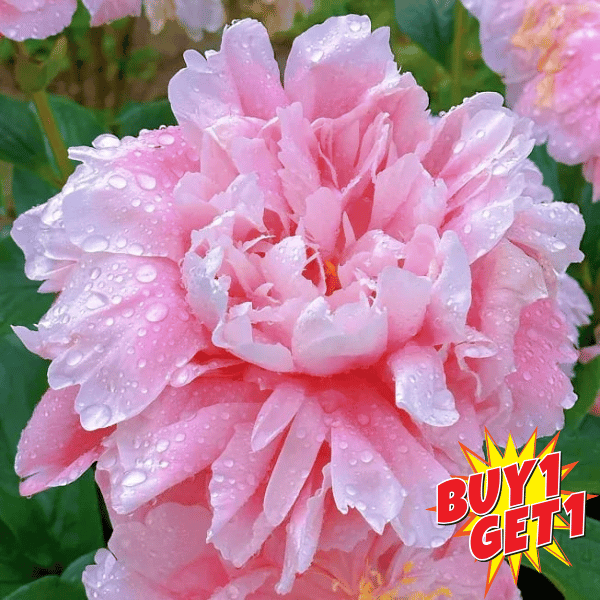 The Queen of Flowers - Peony+ Plant Growth Supplement Free