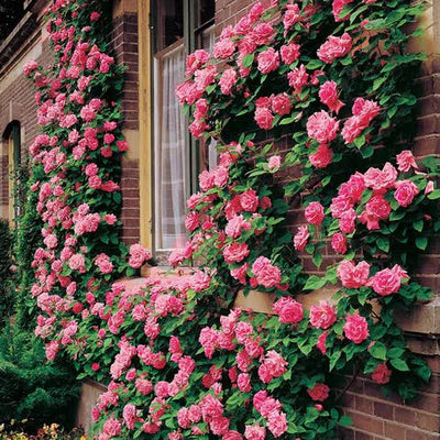 eden rose seeds Eden Premium Climbing Rose Flower Seeds 200PCS – Ski&Cela